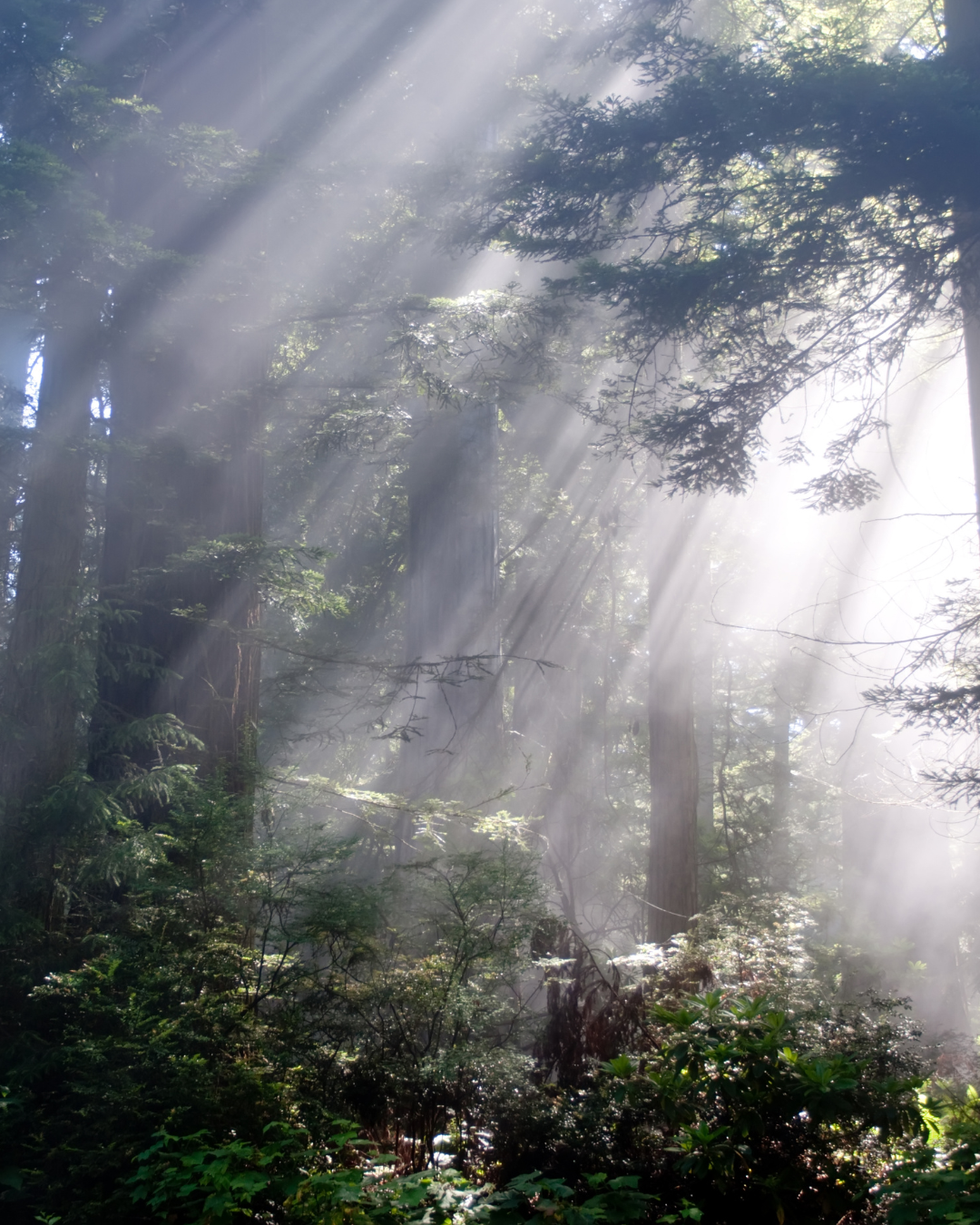 Sunlight streaming through mist in a woodland