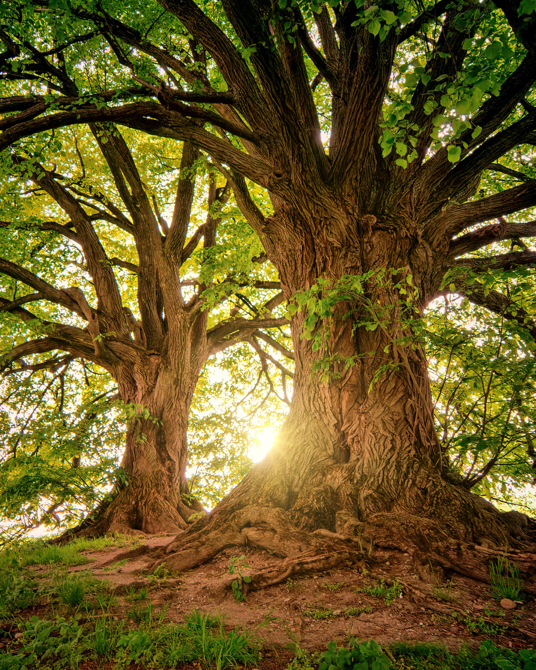 Sunshine filtering through the canopy of two large old trees