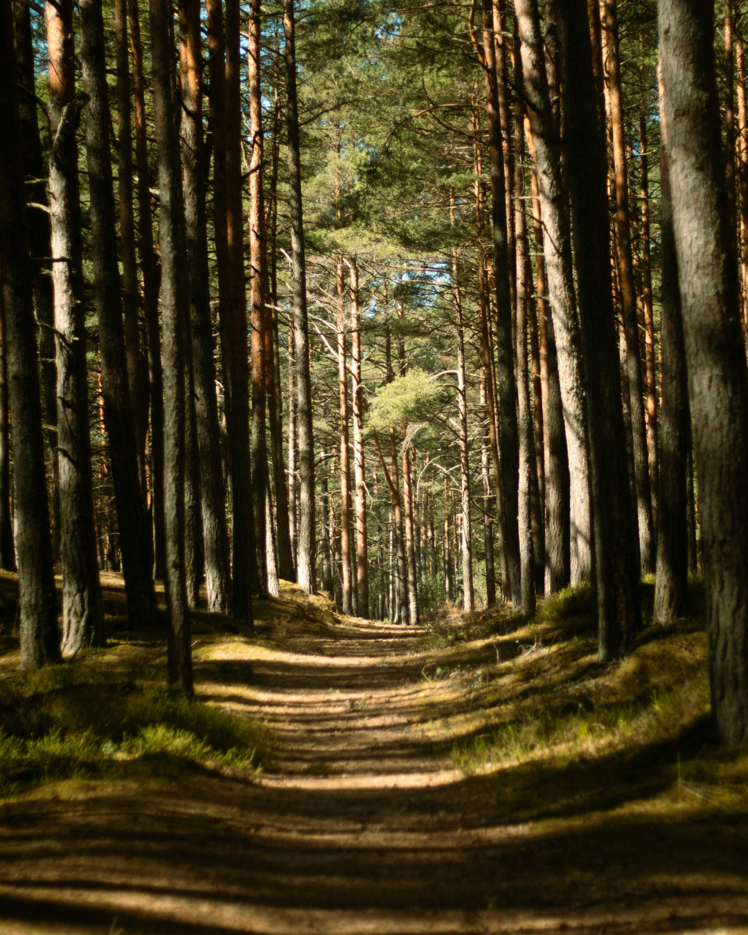 A sunlit path winding between tall woodland trees